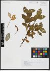 Foto von Salix hastata L.